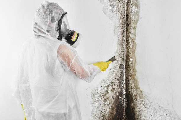 Best Black Mold Removal  in Brush Prairie, WA