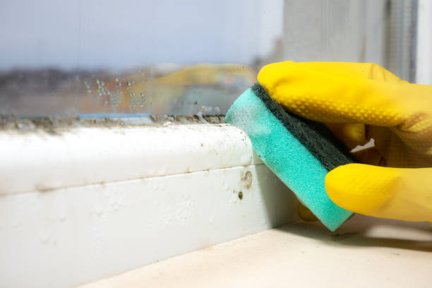 Best Mold Remediation Services  in Brush Prairie, WA