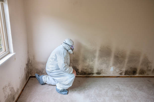 Best Toxic Mold Removal  in Brush Prairie, WA